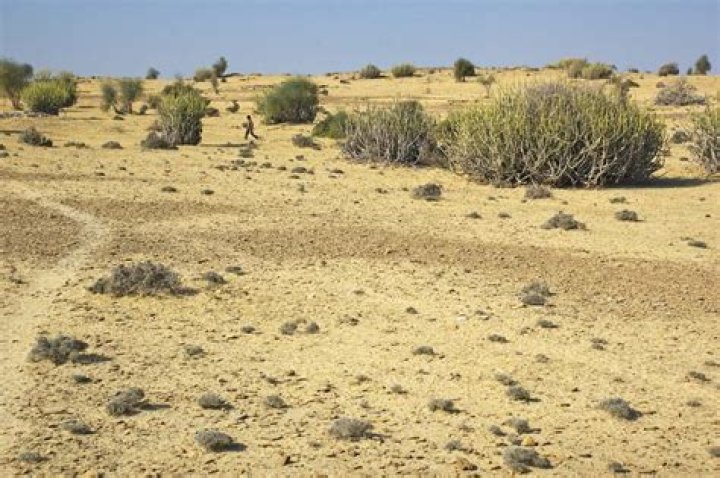 Do desert have scanty vegetation?