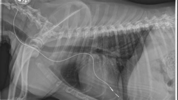 Do dogs hearts beat irregularly?