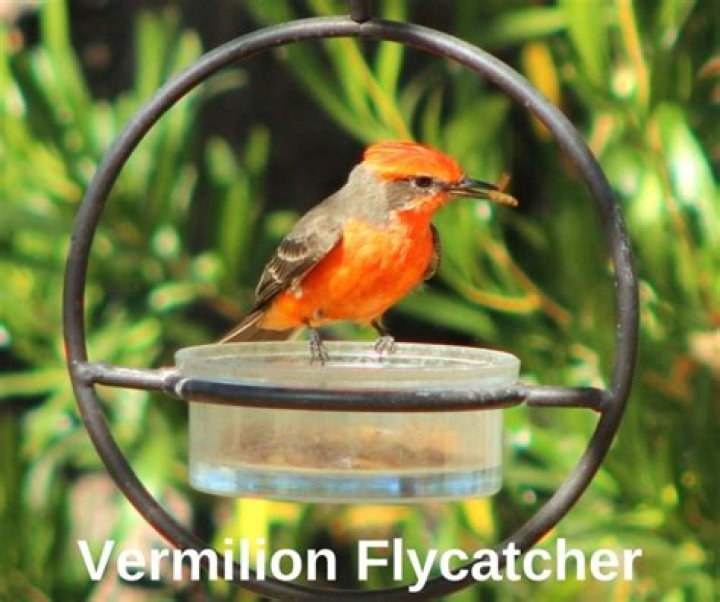 Do flycatchers eat seeds?