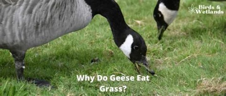 Do geese eat grass?