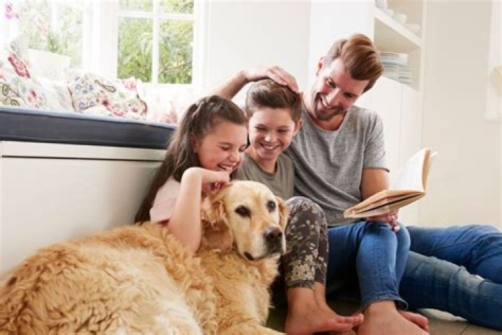 Do gundogs make good pets?