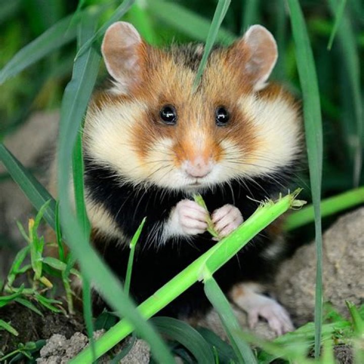 Do hamsters live in the wild?
