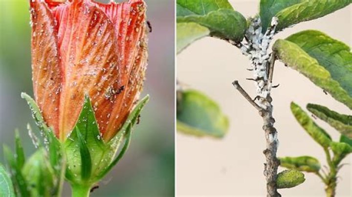 Do hibiscus plants attract bugs?