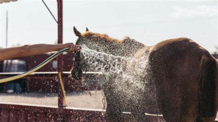 Do horses like being hosed down?