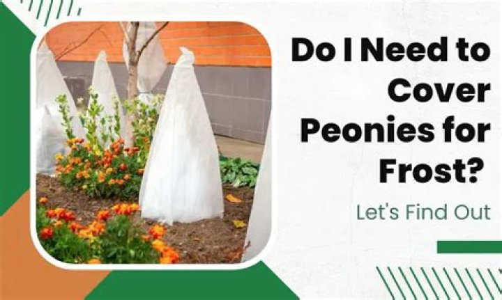 Do i need to cover peonies for frost?