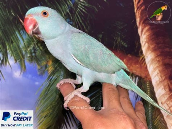 Do indian ringnecks talk?