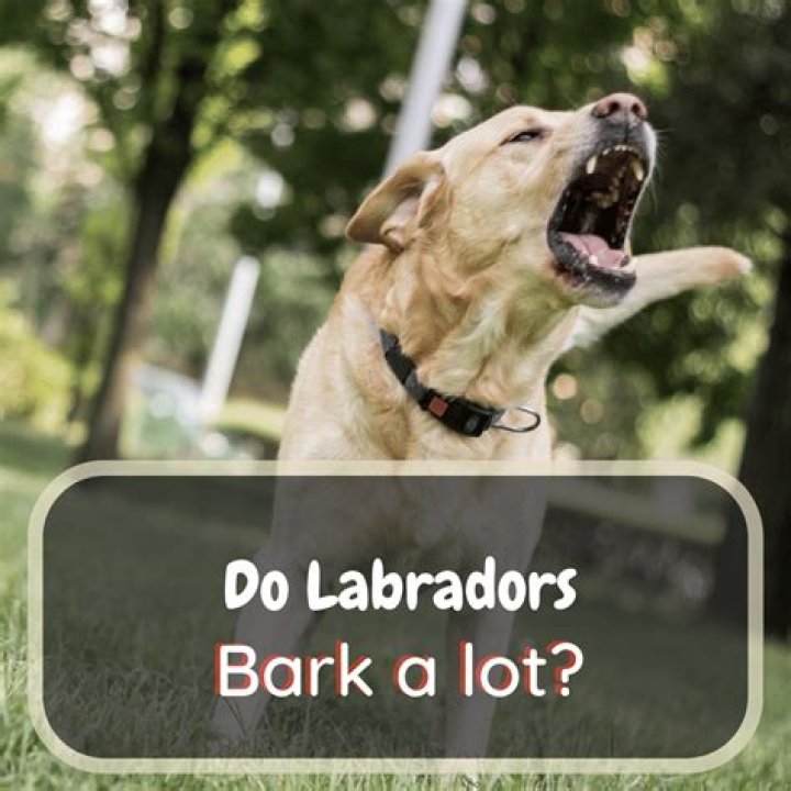 Do labs bark much?