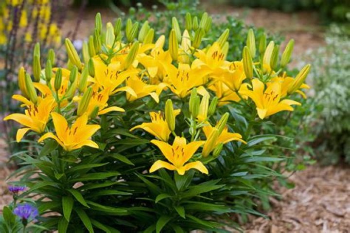Do lilies grow well in Florida?