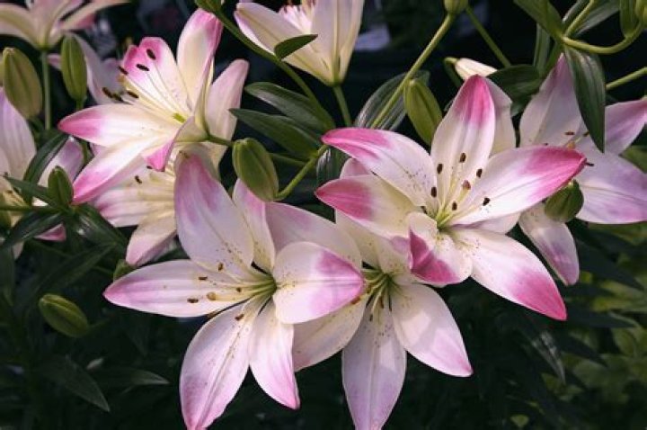 Do lily flowers grow back?