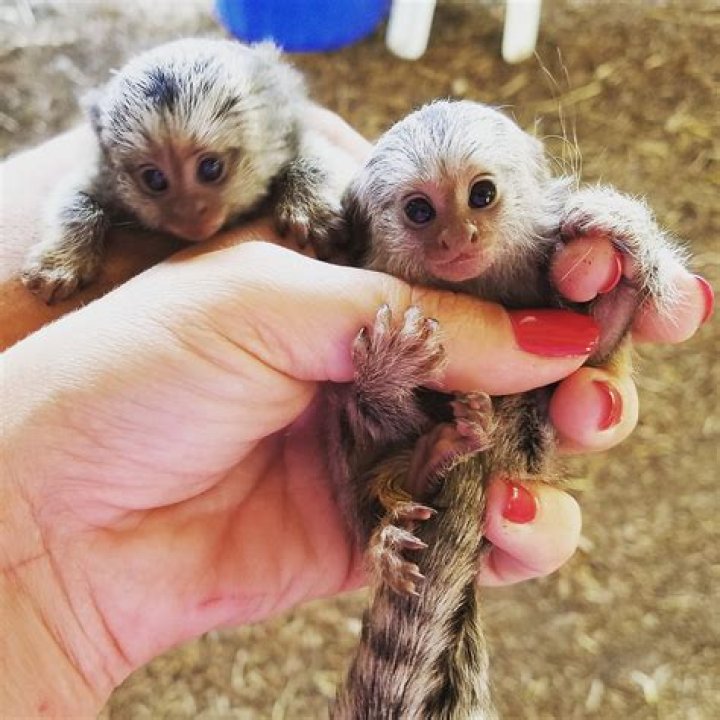Do marmosets make good pets?