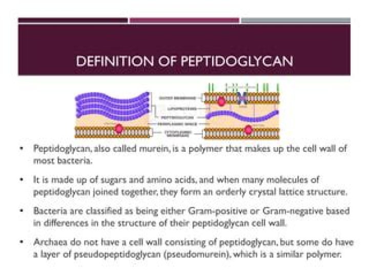 Do mycoplasma have peptidoglycan?
