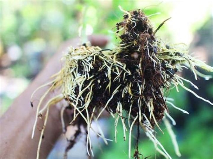 Do paperbarks have invasive roots?