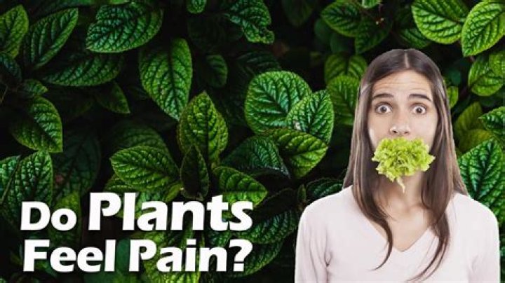 Do plants feel pain?