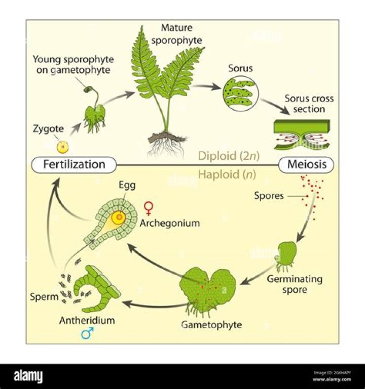 Do pteridophytes have motile sperm?