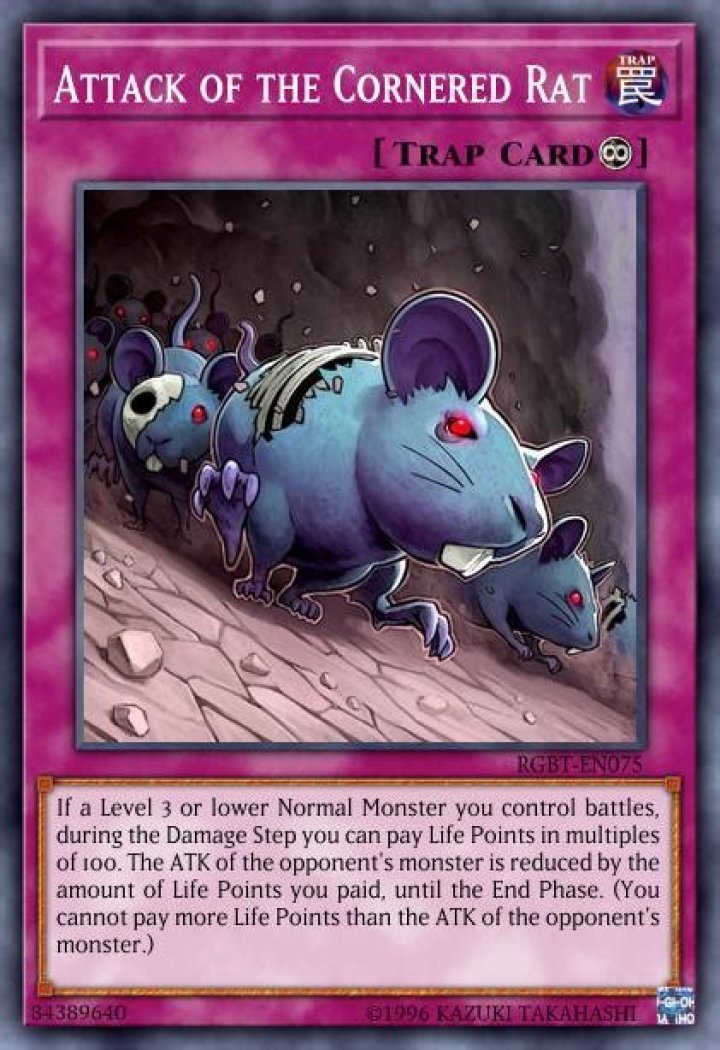 Do rats attack when cornered?