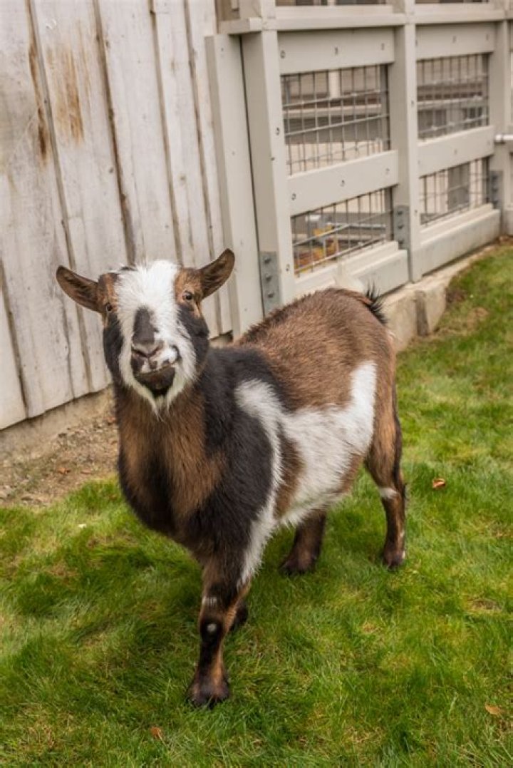 Do show goats have to be dehorned?