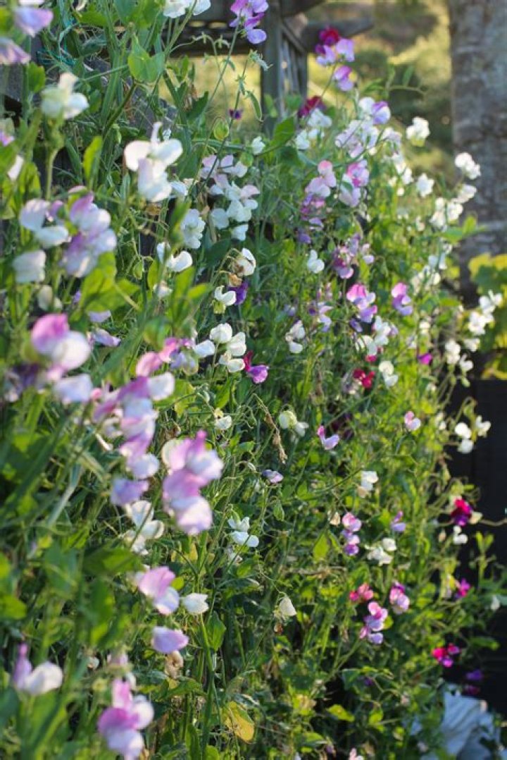Do sweet peas keep flowering?