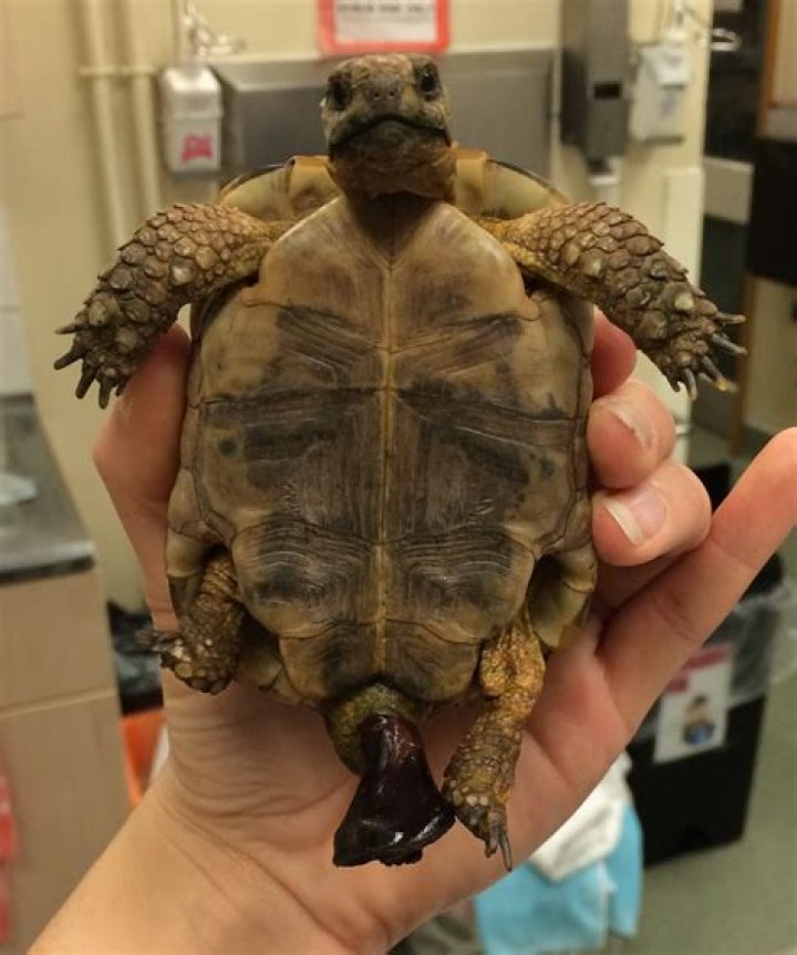 Do tortoises have urates?