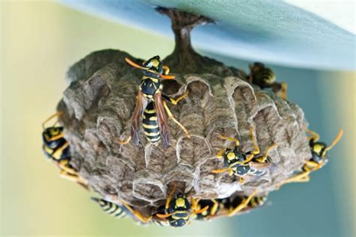 Do wasps reuse nests?