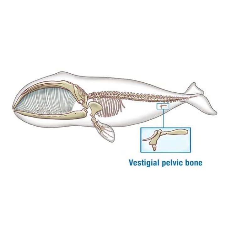 Do whales have vestigial hip bones?