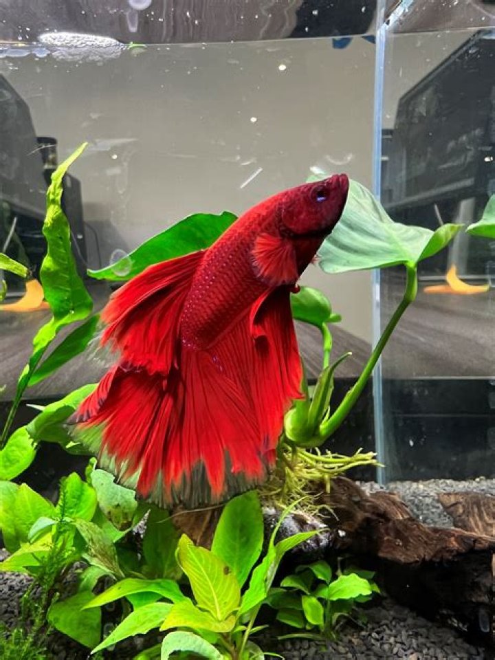 Does a betta tank need to be cycled?