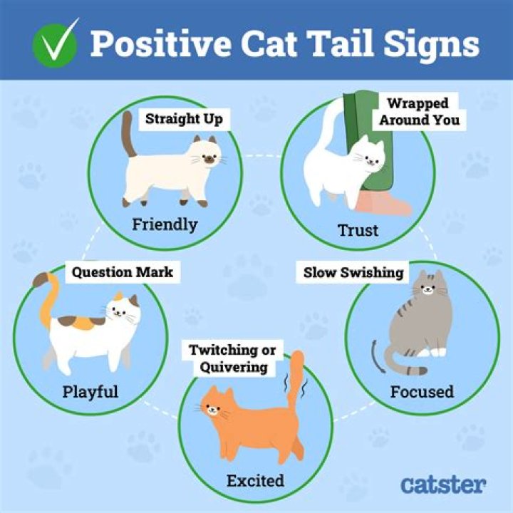 Does a cat's tail move involuntarily?