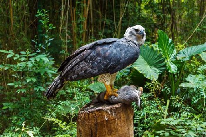 Does a jaguar eat a harpy eagle?