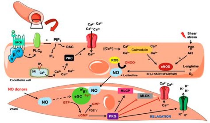 Does Agmatine increase nitric oxide?