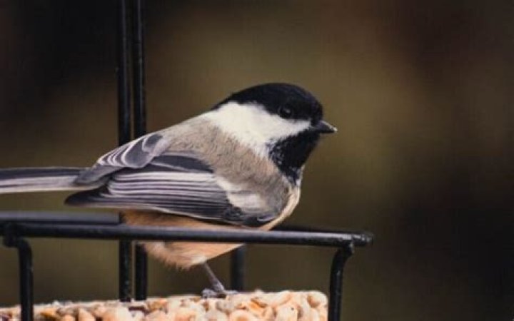 Does bird seed go bad?