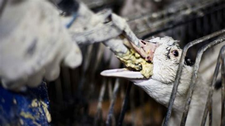 Does force feeding geese hurt them?