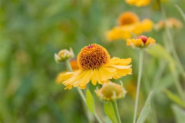 Does helenium self seed?