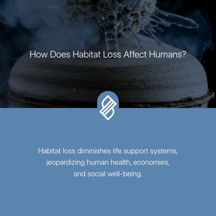 Does juglone affect humans?