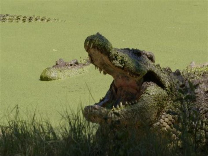 Does lake turkana have crocodiles?