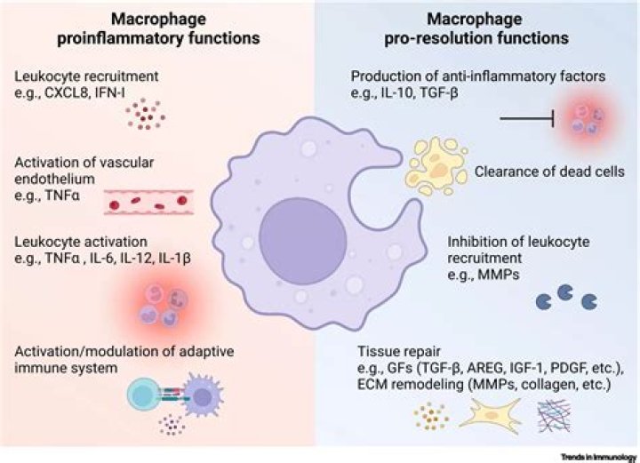 Does macrophage activation cause fever?