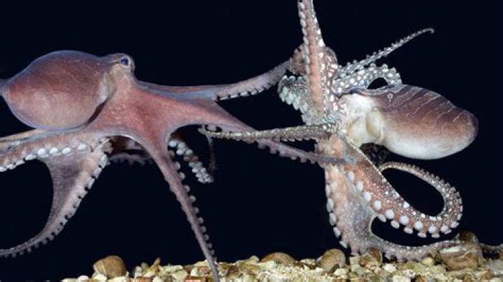 Does mating kill octopus?