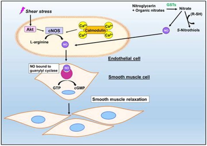 Does ossa bso expire?