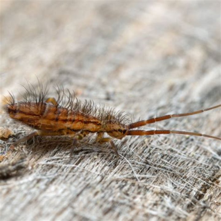 Does springtails have wings?