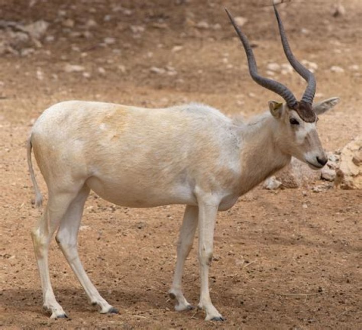 Does the addax migrate?