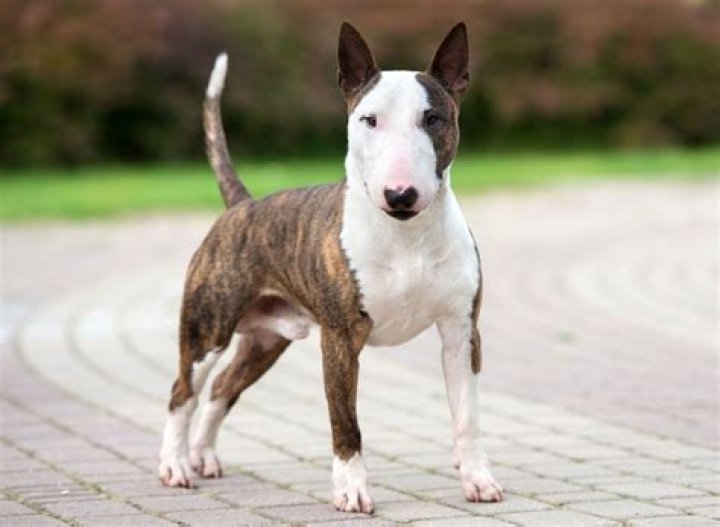 Does tom hardy have a bull terrier?