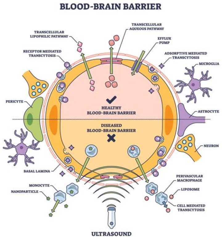 Does trimethylglycine cross the blood brain barrier?