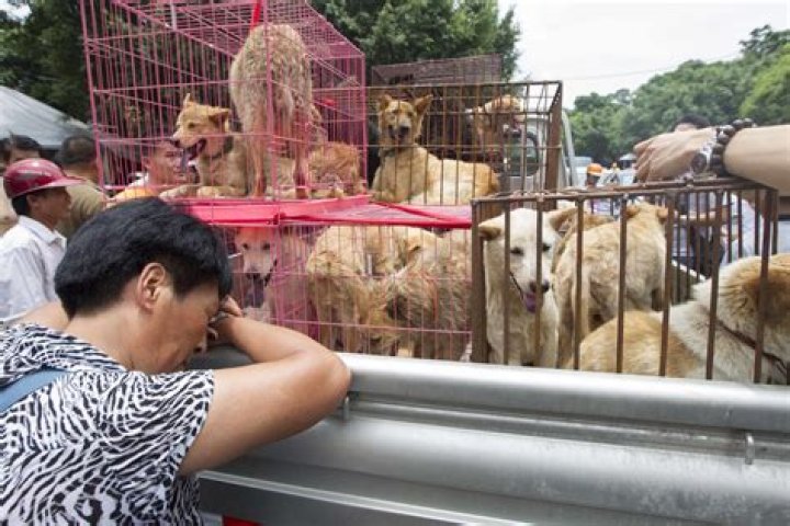 Dog Meat Sales Reportedly Banned At China's Annual Dog Meat Festival