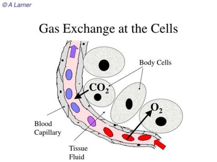 During gas exchange body cells?