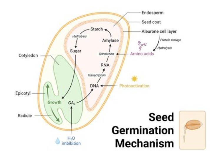 During germination seeds absorb water by?