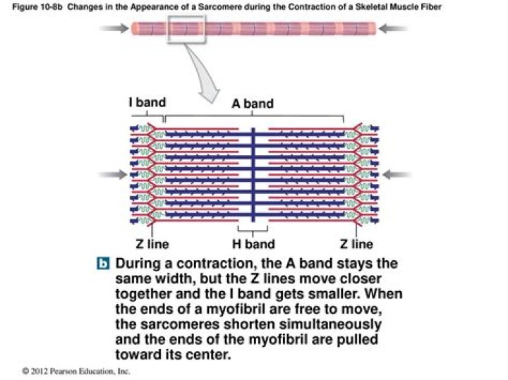 During skeletal muscle fiber contraction?