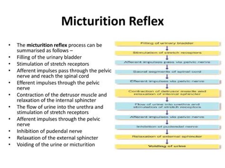 During the micturition reflex?