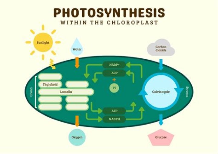 During the photochemical reactions that occur during photosynthesis?