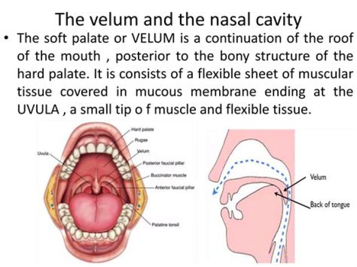 During the production of nasal sounds the velum is?