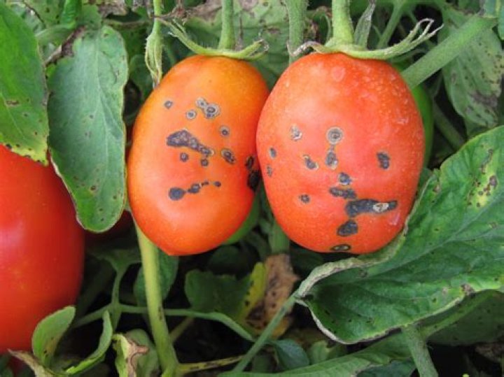 During wilting in tomato bacteria resides in?