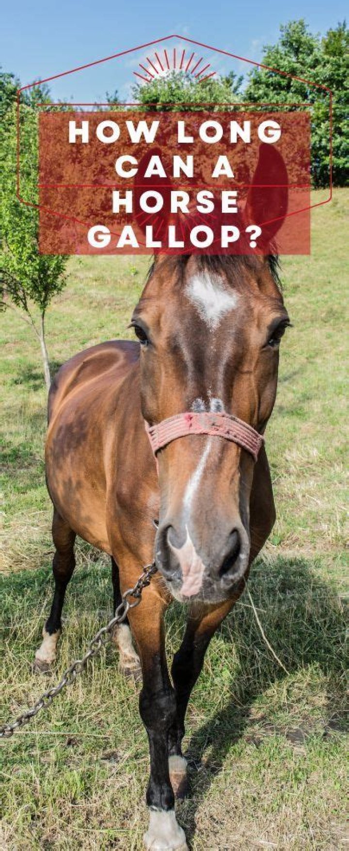 For how long can a horse gallop?