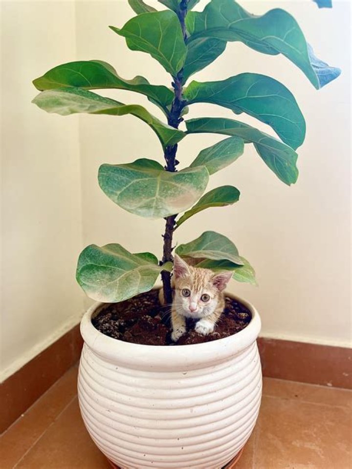 For indane gas booking?